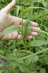 Iodanthus pinnatifidus