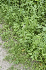 Iodanthus pinnatifidus