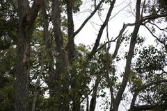 Cacatua pastinator pastinator