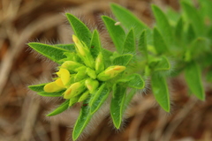Leobordea foliosa