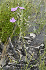 Thysanotus dichotomus