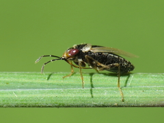 Geocoris megacephalus