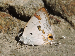 Hypolycaena othona