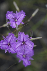 Thysanotus dichotomus