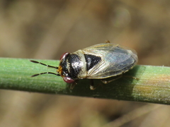 Geocoris megacephalus