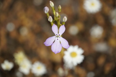 Isotoma hypocrateriformis