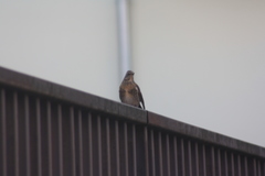 Turdus pilaris