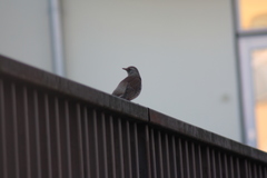 Turdus pilaris