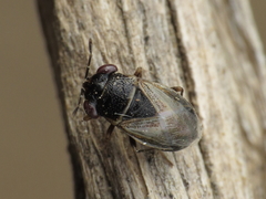 Geocoris megacephalus