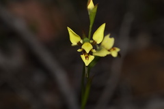 Diuris setacea