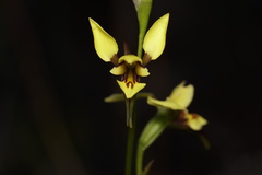 Diuris setacea