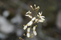 Stylidium spathulatum