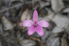 Elythranthera emarginata