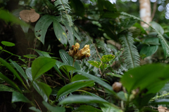 Hemiboea malipoensis