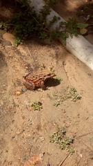 Leptodactylus vastus