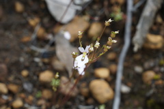 Stylidium androsaceum
