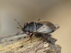 Geocoris megacephalus