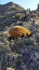 Anarthrophyllum elegans