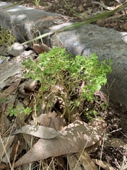 Euphorbia peplus