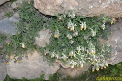 Onosma frutescens