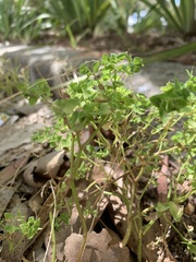 Euphorbia peplus