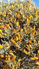 Anarthrophyllum elegans