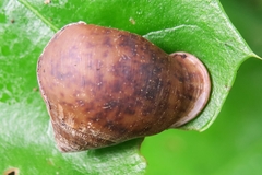 Pythia
