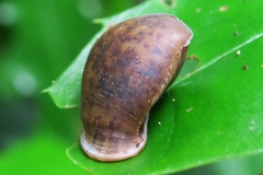 Pythia