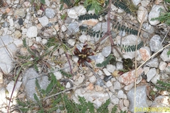 Astragalus suberosus haarbachii