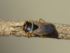 Geocoris megacephalus