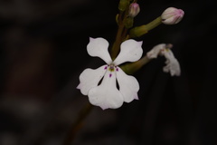 Isotoma hypocrateriformis