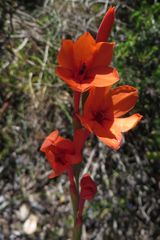 Watsonia stenosiphon