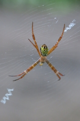 Argiope mangal