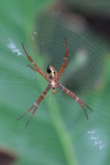 Argiope mangal