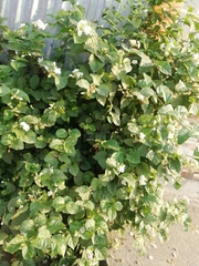 Jasminum sambac