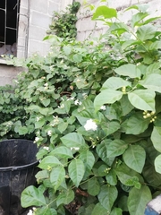 Jasminum sambac