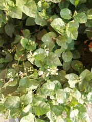 Jasminum sambac
