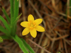 Hypoxis argentea