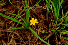 Hypoxis argentea