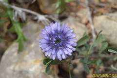 Globularia alypum