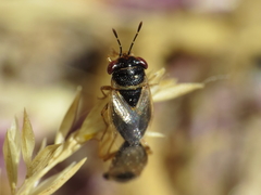 Geocoris megacephalus