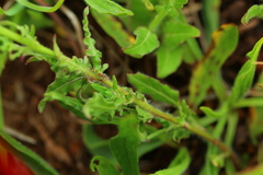 Hibiscus aethiopicus