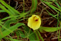 Hibiscus aethiopicus