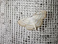 Scopula penultima