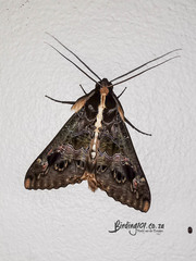 Sphingomorpha chlorea