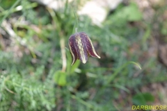 Fritillaria messanensis