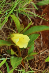 Hibiscus aethiopicus