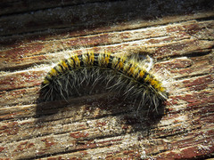 Bombycomorpha bifascia