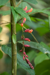 Thunbergia coccinea