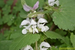 Lamium moschatum